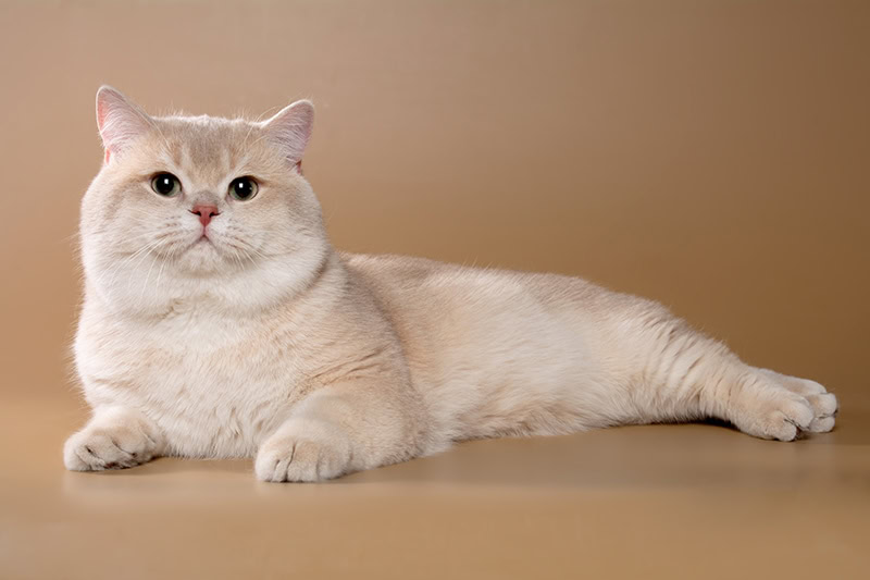 lilac chinchilla british shorthair cat on beige background