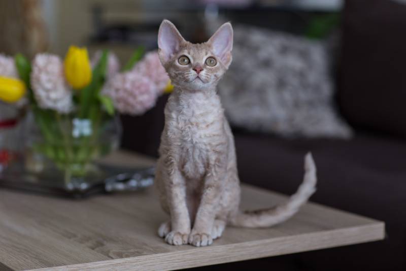 lilac devon rex cat sitting on the table