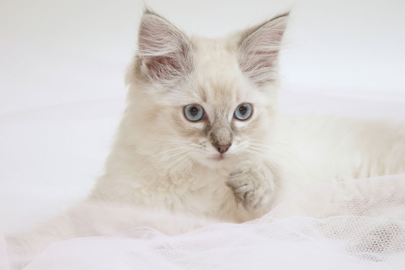 lilac ragdoll kitten lying on a veil