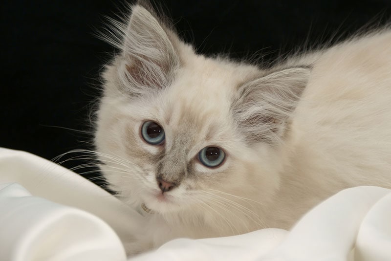 lilac ragdoll kitten lying on a wedding dress