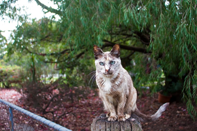 lilac tortoiseshell burmese cat