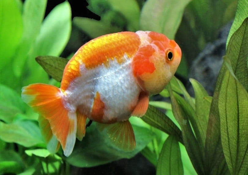 lionhead goldfish