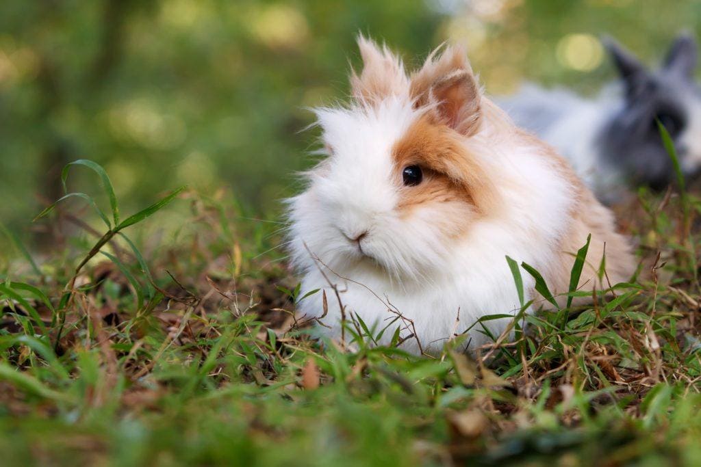 lionhead rabbit