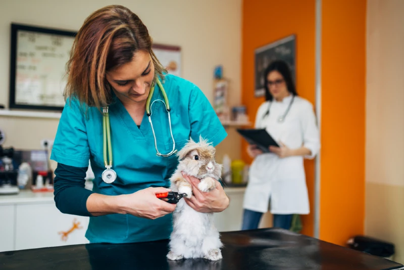 lionhead rabbit at the veterinary