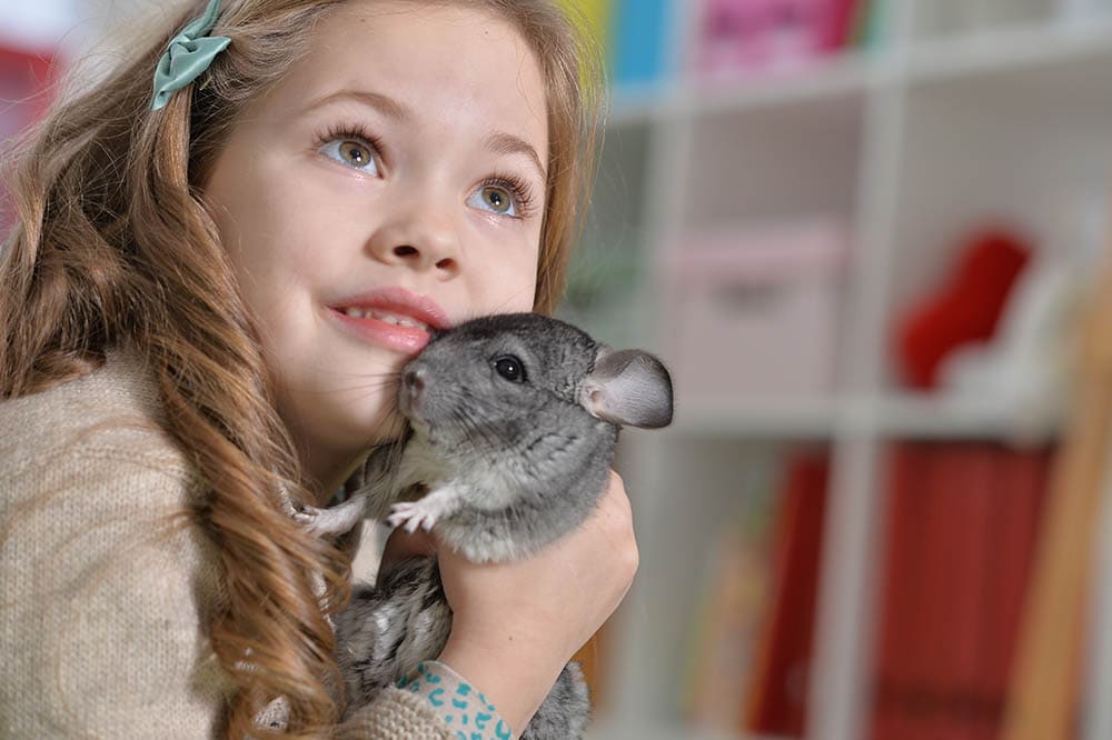 little girl holding a chinchilla