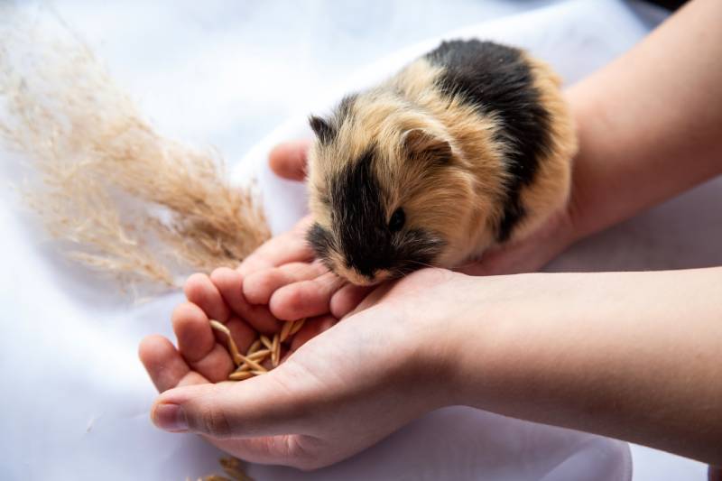 little guinea pig eats from a boy's hand