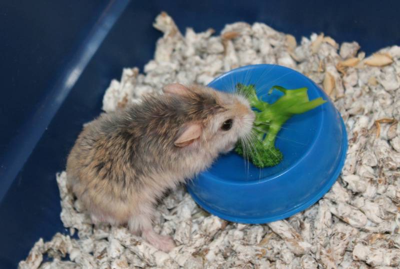 little hamster eating a piece of broccoli
