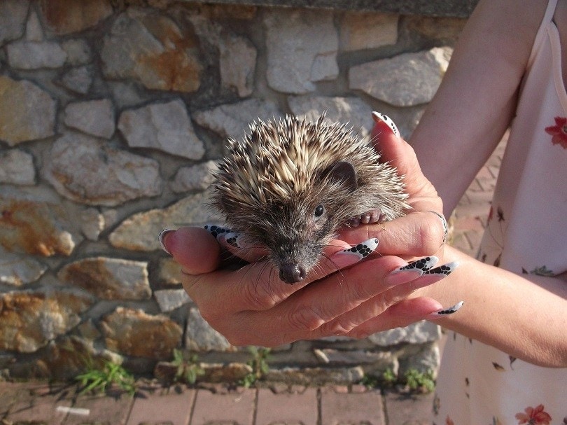 little-hedgehog-pixabay