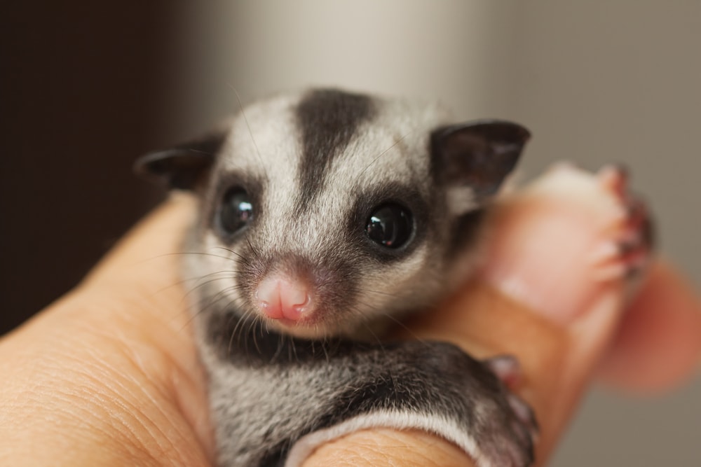 Little sugar glider on woman hand