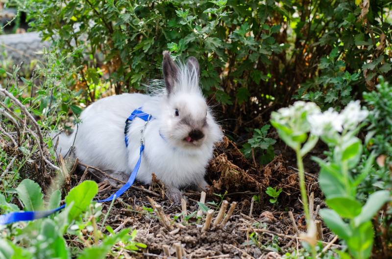 little white decorative rabbit shows tongue in nature on a leash