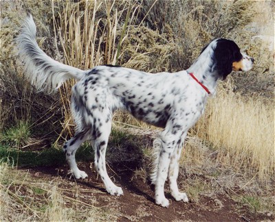 llewellin setter on hill facing right