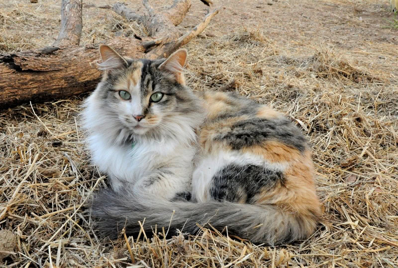 long haired calico cat lying