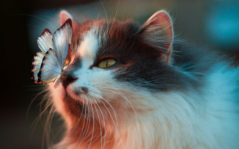 long-haired cat looking at butterfly on its nose