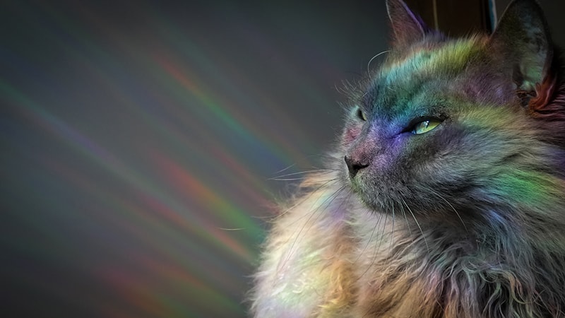 long haired cat with rainbow light on its face