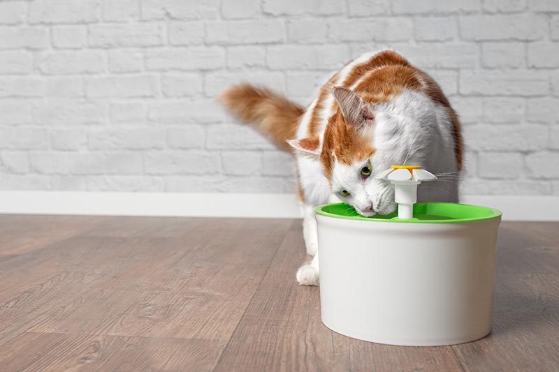 longhair cat drinking water from a pet drinking fountain