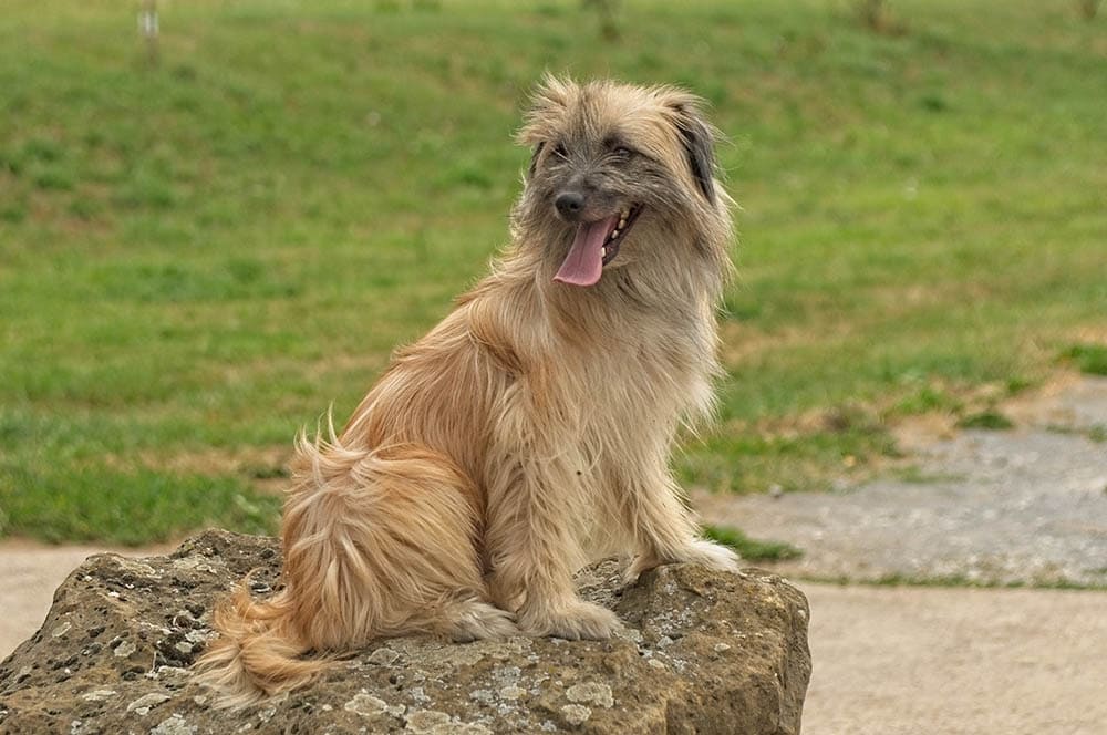longhaired pyrenean shepherd
