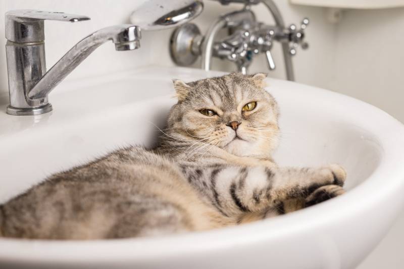 lop eared scottish cat sleeps in the sink