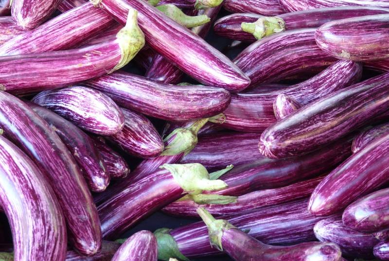 lots of eggplants