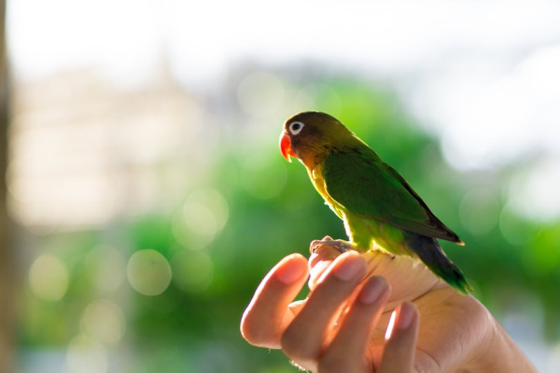lovebird on mans hand