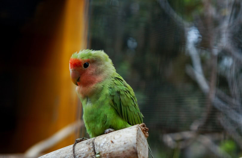 lovebird
