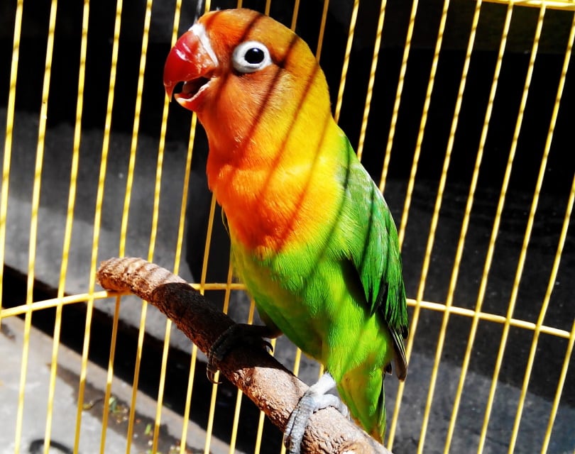 lovebirds in cage