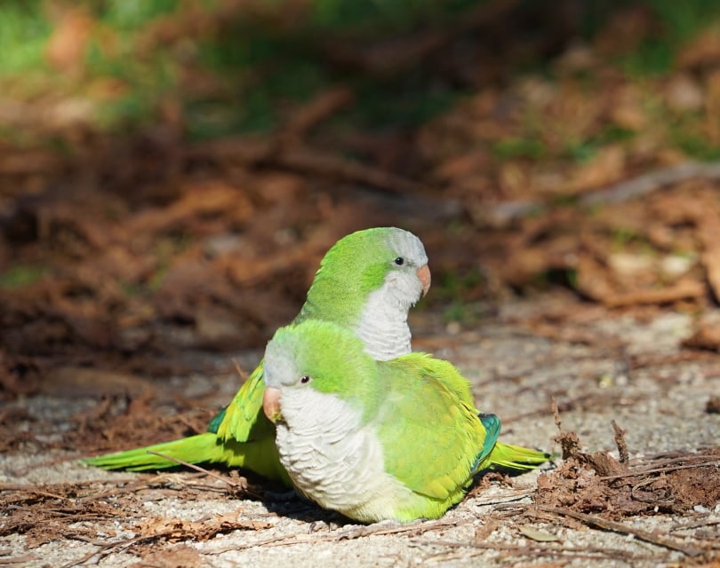 lovebirds on ground