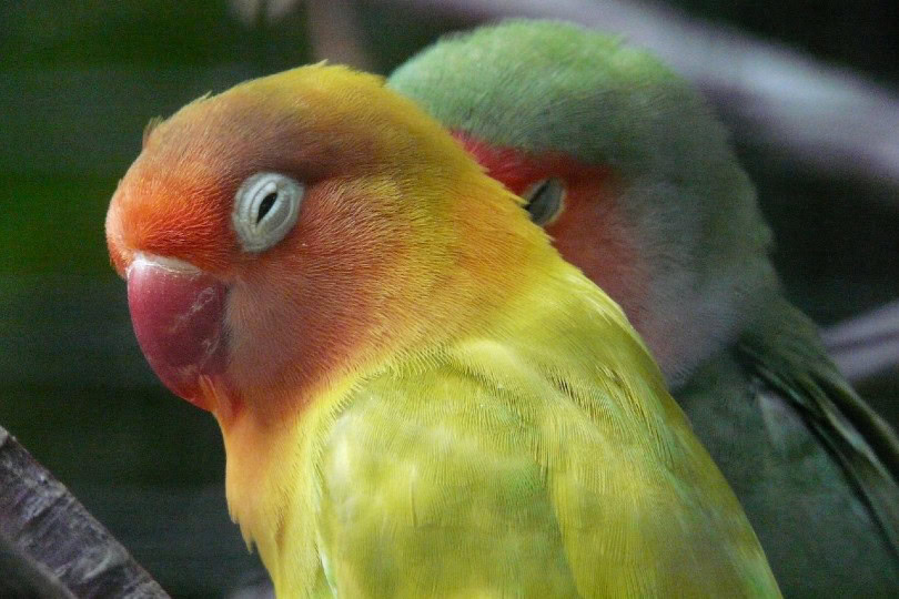 lovebirds side profile