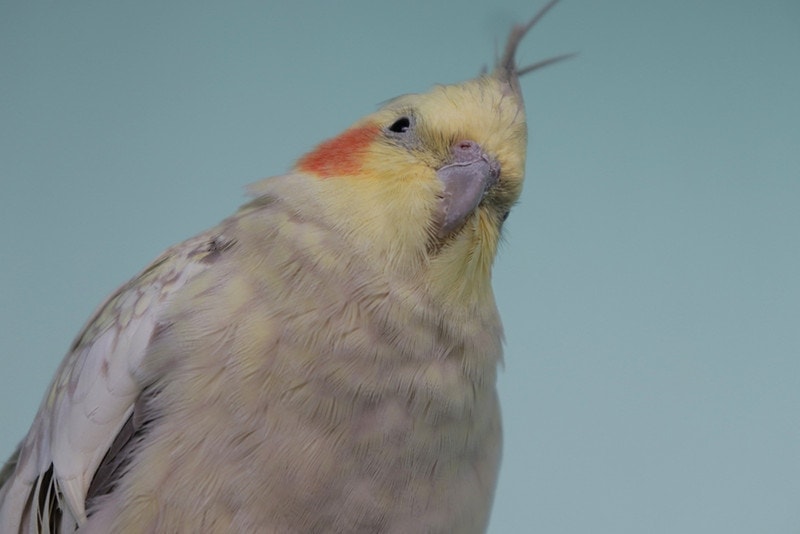 low angle of a cinnamon pearl cockatiel