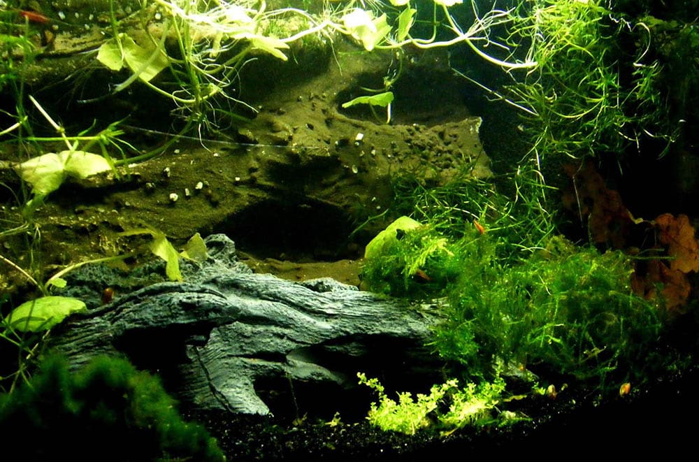 low tech aquarium plants_Amuljar_Pixabay