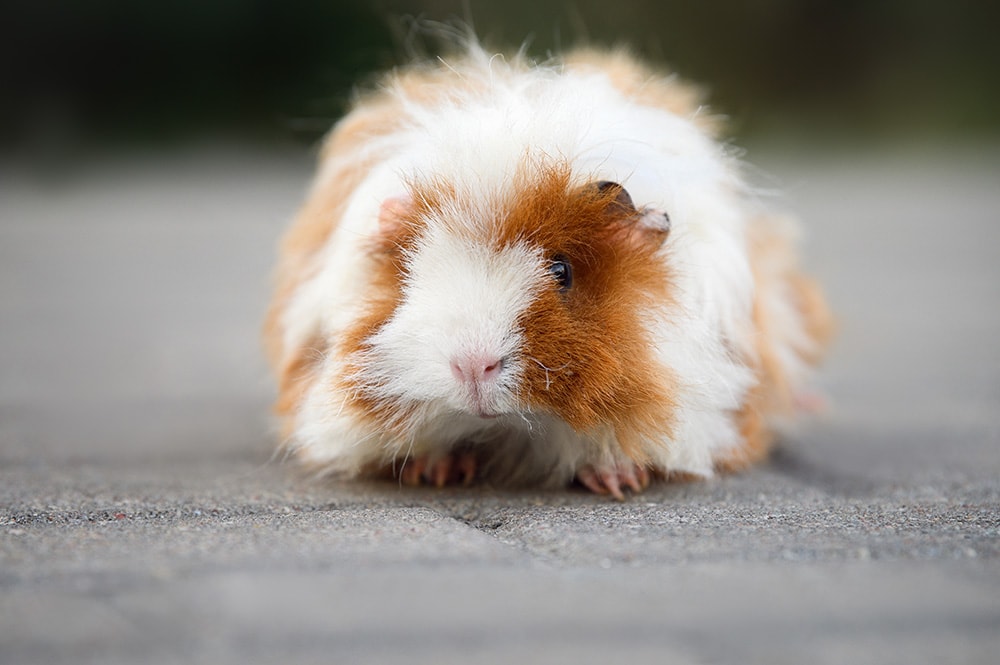 lunkarya guinea pig on the floor