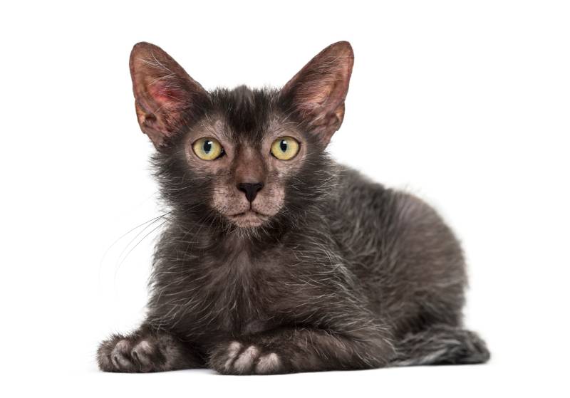 lykoi cat against white background