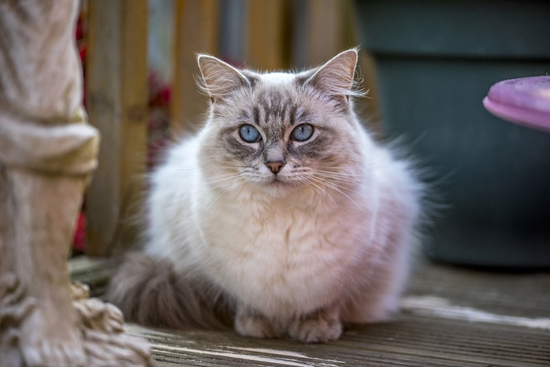 lynx point ragdoll cat lying outdoor