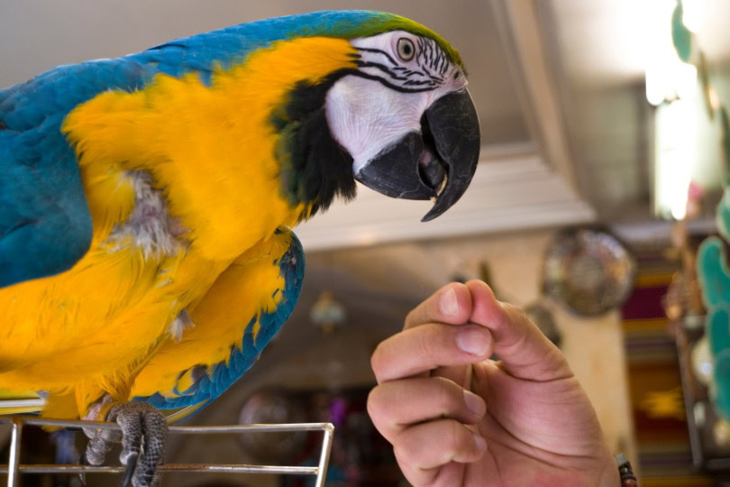 macaw bird