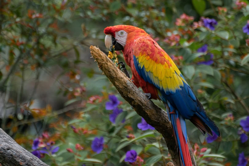 macaw bird