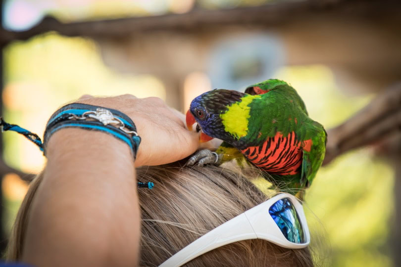 macaw bite human hand