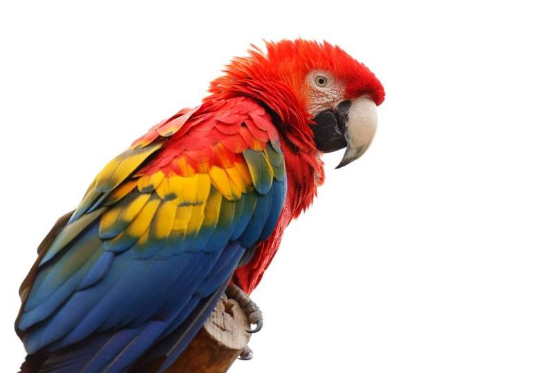 macaw on a tree branch