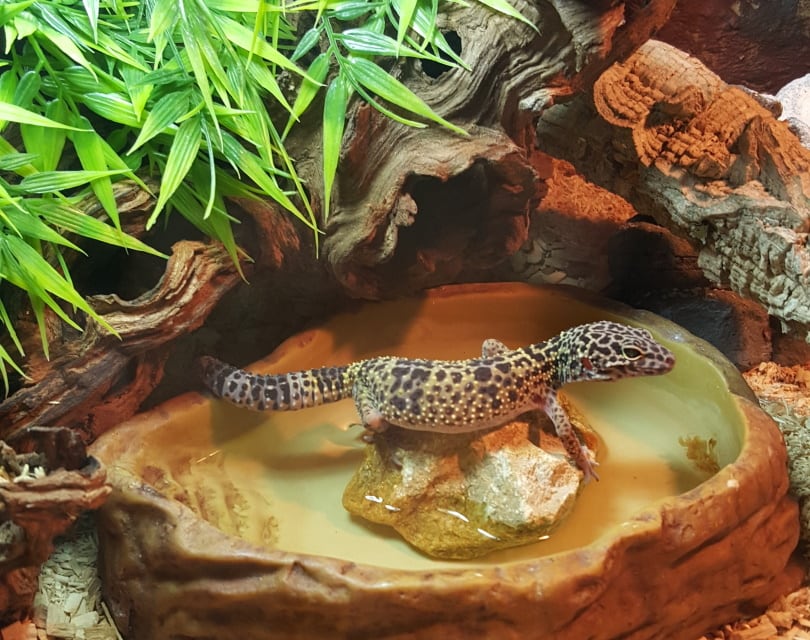 mack snow leopard gecko in tank