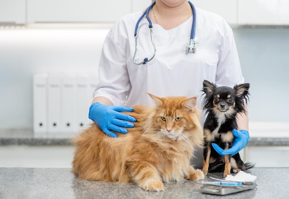 Maine coon and chihuahua at vet's clinic
