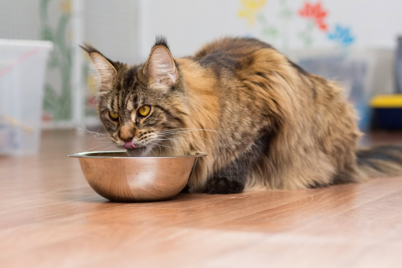 maine coon cat eating