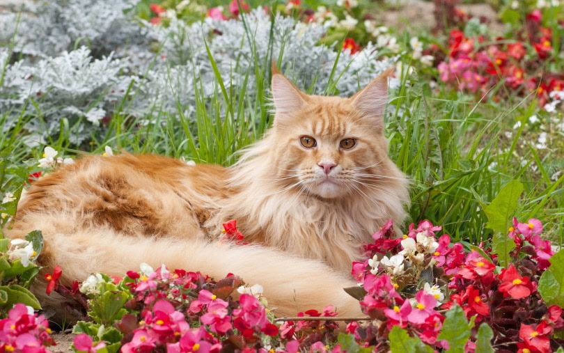 maine coon cat in the garden
