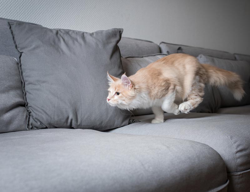 maine coon cat running over a gray sofa