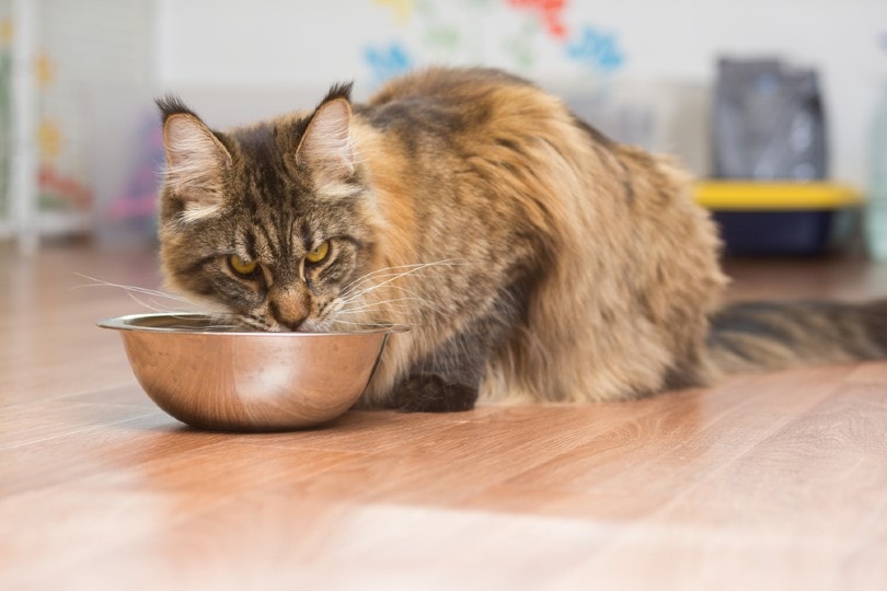 maine coon eating from bowl