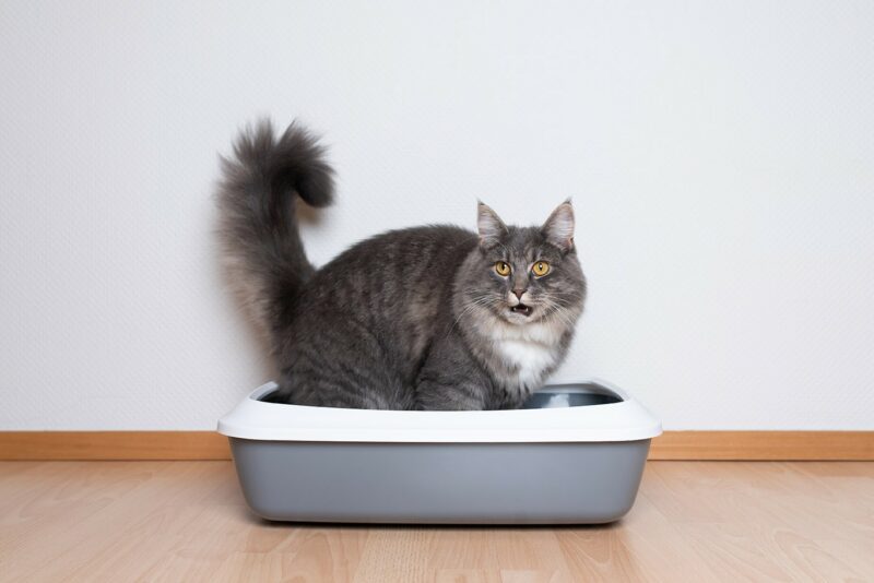 maine coon in litter box