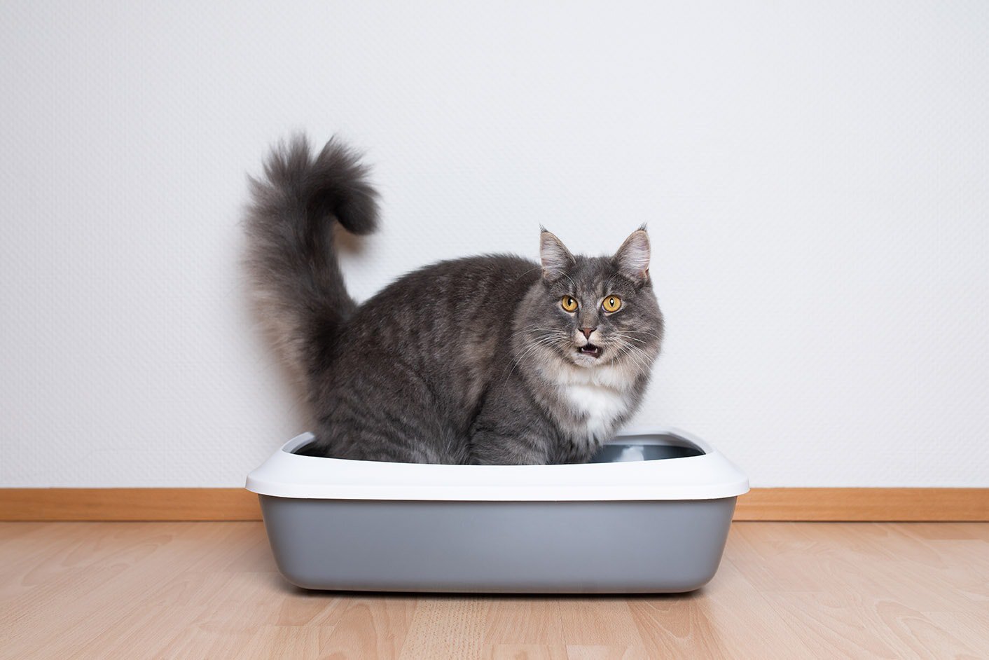 maine coon in litter box
