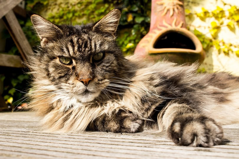 maine coon lying outdoors
