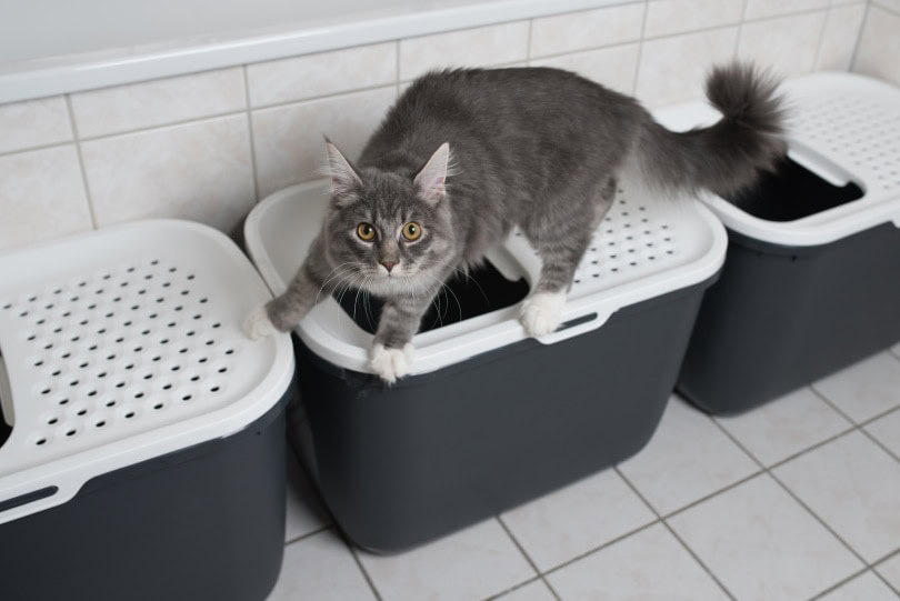 maine coon on top entry litter box