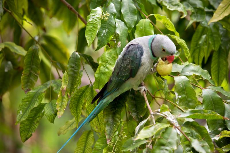 malabar parakeet is perched on a branch eating a grape