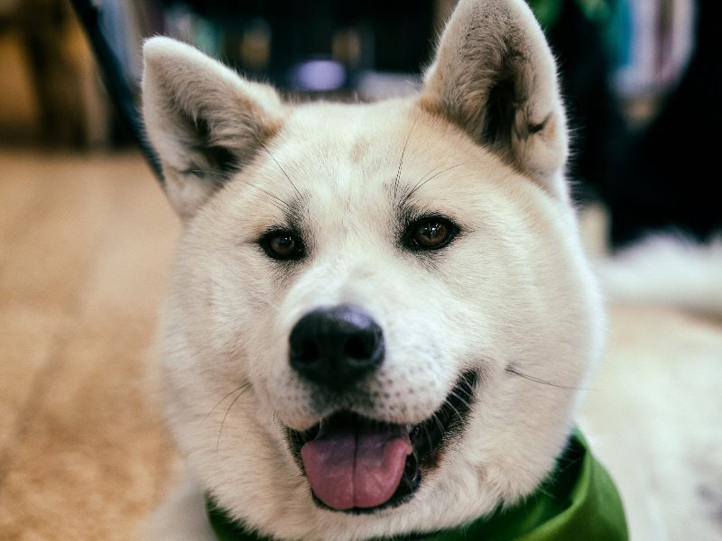 male Akita dog closeup tongue out (1)