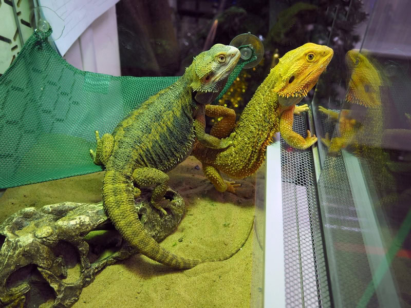 male and female bearded dragon