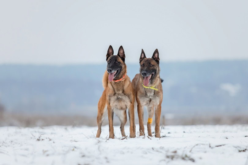 male and female belgian malinois
